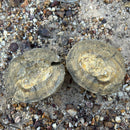 Australian fossil crab ("Torynomma quadrata")