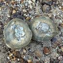 Australian fossil crab ("Torynomma quadrata")