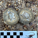 Australian fossil crab ("Torynomma quadrata")