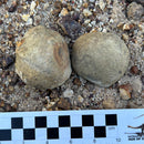 Australian fossil crab ("Torynomma quadrata")