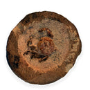 Australian fossil crab ("Torynomma quadrata")
