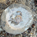 Australian fossil crab ("Torynomma quadrata")