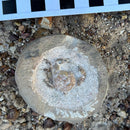 Australian fossil crab ("Torynomma quadrata")