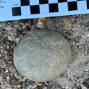 Australian fossil crab ("Torynomma quadrata")