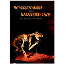 "Thylacoleo carnifex" and the Naracoorte Caves by Michael Curry, Liz Reed and Steve Bourne