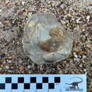 Australian fossil ammonite ("Beudanticeras daintreei")