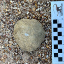 Australian fossil ammonite ("Beudanticeras daintreei")
