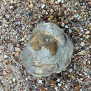 Australian fossil ammonite ("Beudanticeras daintreei")