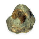 Australian fossil ammonite ("Beudanticeras daintreei")
