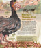 Mega! A new picture book celebrating Australia's megafauna