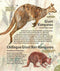 Mega! A new picture book celebrating Australia's megafauna
