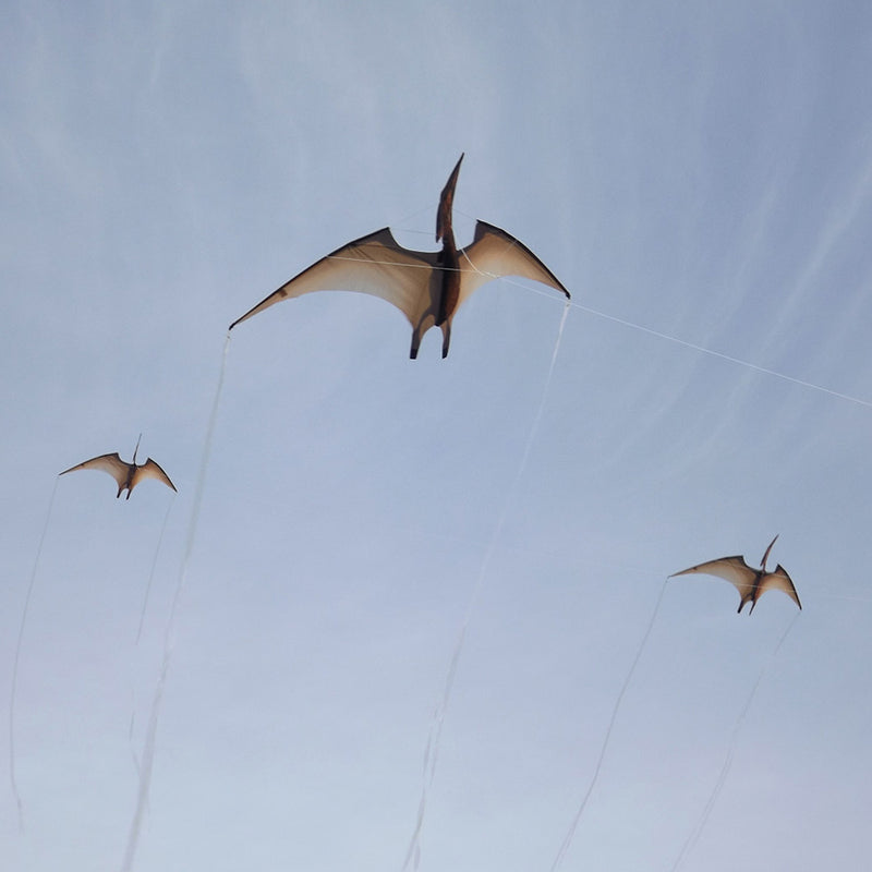 Pterosaur kite
