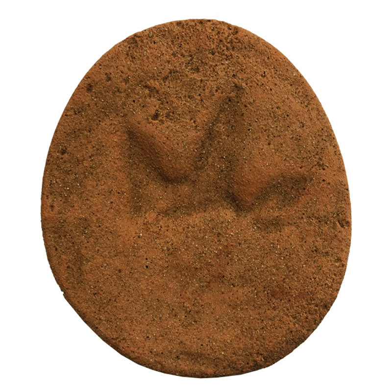 Coelurosaur footprint in box (Dinosaur Stampede)