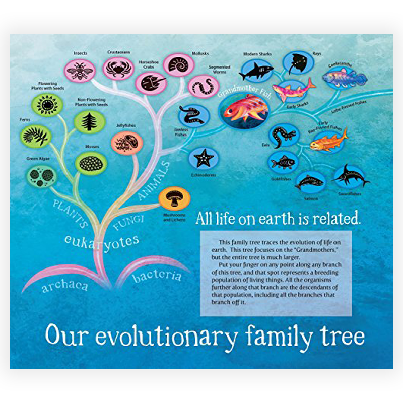 Grandmother Fish: A Child's First Book of Evolution