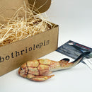"Bothriolepis" 3D-printed model