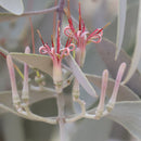 Grey mistletoe earrings (brass)