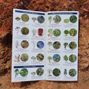 Winton plants: A folding pocket guide